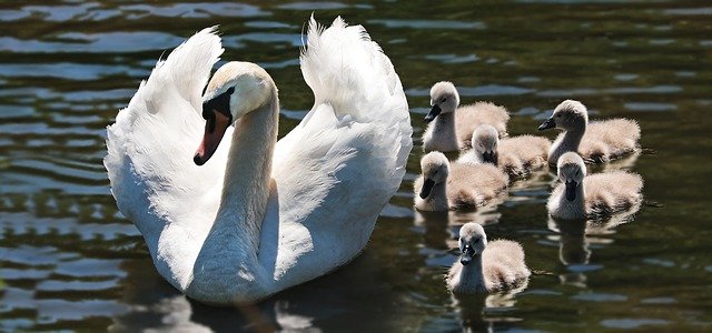 Zabiegi na twarz (depilacja laserowa, usuwanie rozstępów i cellulitu itd.)